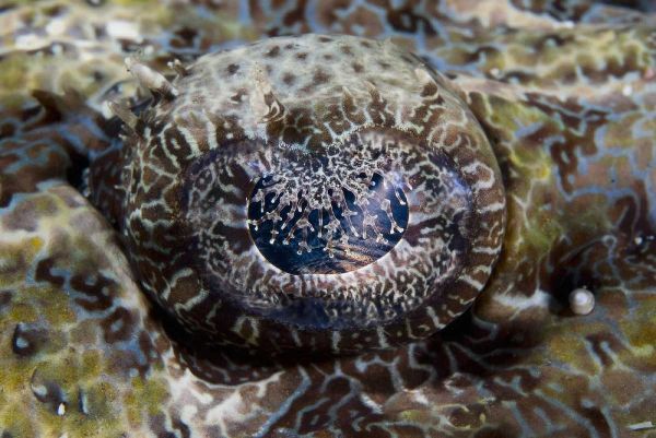 Indonesia, Lembeh Straits Eye of a crocodilefish